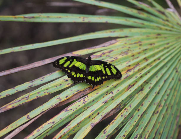 farfalla malachite (siproeta stelenes) - malachite butterfly foto e immagini stock