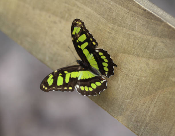 farfalla malachite (siproeta stelenes) - malachite butterfly foto e immagini stock