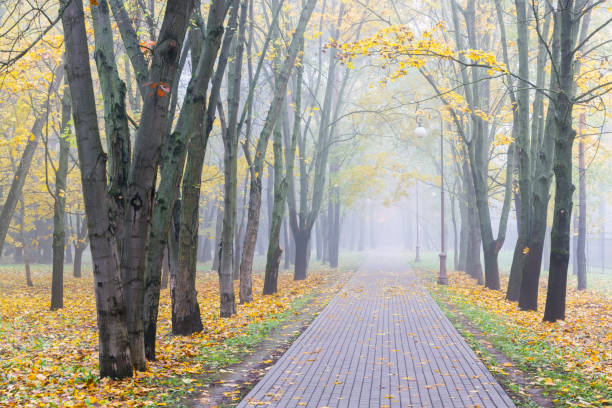 istock park walkway with yellow fallen leaves and bare trees 856335808