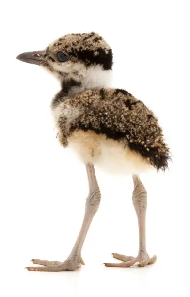 Photo of Red-wattled Lapwing kids