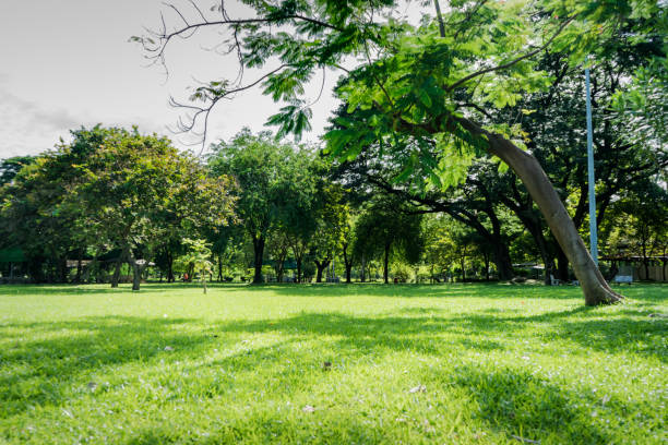 istock Image of green garden background in the park 856339132