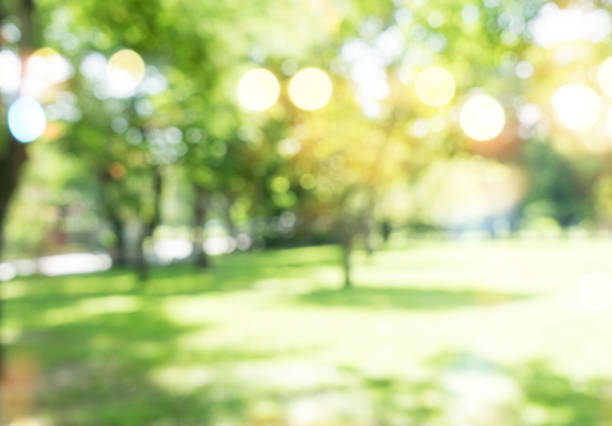 Green trees during the morning sunrise in the park.
