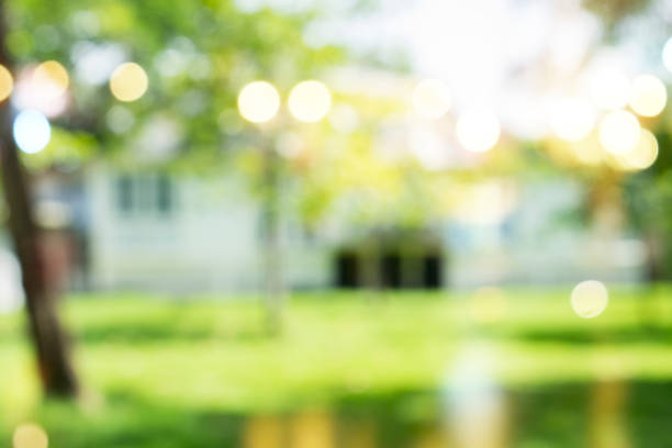 istock Green trees during the morning sunrise in the park. 856341406