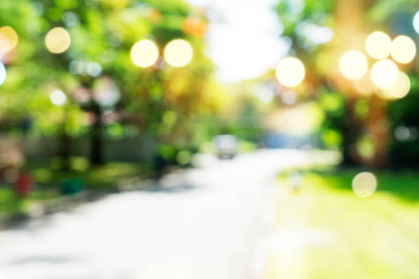 istock Green trees during the morning sunrise in the park. 856341590