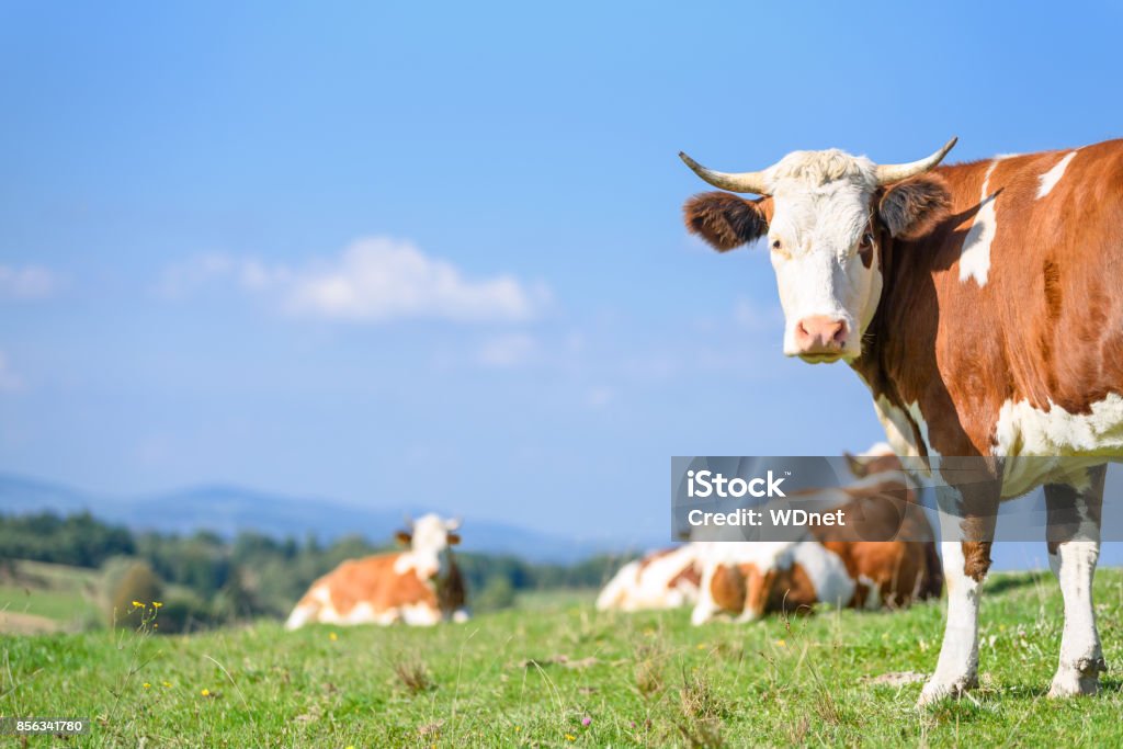 Cows on a mountains pasture Lucky and free cows grazing on a green meadow on a sunny day on a background of idyllic mountain landscape. Cow Stock Photo