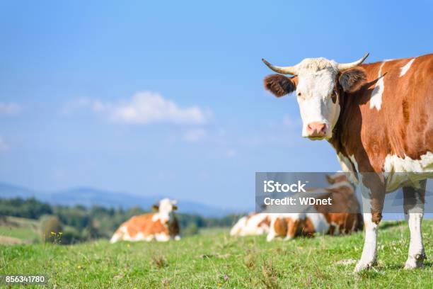 Cows On A Mountains Pasture Stock Photo - Download Image Now - Cow, Meadow, Pasture