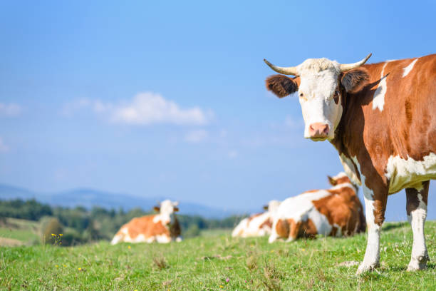 cows on a mountains pasture - poland rural scene scenics pasture imagens e fotografias de stock