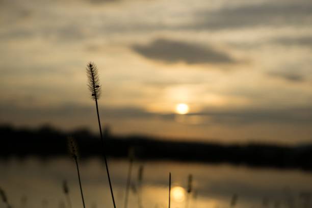 istock Grass near the lake during colorful sunset. 856341794