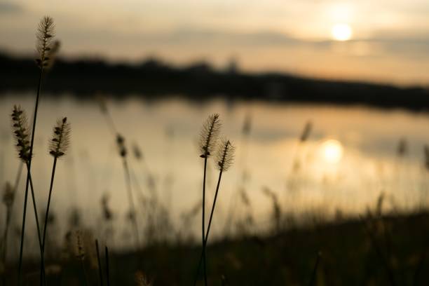 istock Grass near the lake during colorful sunset. 856341802