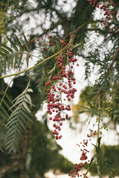 istock Schinus molle. California pepper tree. Peruvian pepper tree texture and background. Green leaves background of false pepper tree with red fruits. Close up view of false pepper tree leaves. 856355782