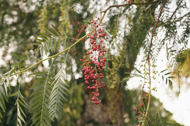schinus モール。カリフォルニア州ペッパー ツリー。ペルーのペッパー ツリー テクスチャと背景。赤い果実と false のペッパー ツリーの緑の葉の背景。偽のペッパー ツリーの葉のビューを閉� - pink peppercorn ストックフォトと画像