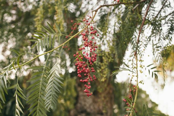 Schinus molle. California pepper tree. Peruvian pepper tree texture and background. Green leaves background of false pepper tree with red fruits. Close up view of false pepper tree leaves.