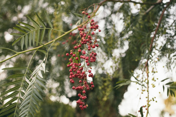 istock Schinus molle. California pepper tree. Peruvian pepper tree texture and background. Green leaves background of false pepper tree with red fruits. Close up view of false pepper tree leaves. 856355796