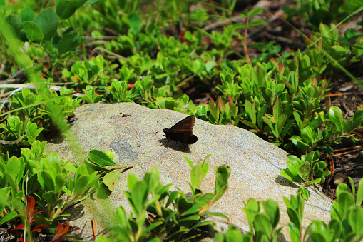 A camping trip gave me a great opportunity to photograph some beautiful flowers and wildlife, among them was this butterfly which happened to land on a rock right beneath me.