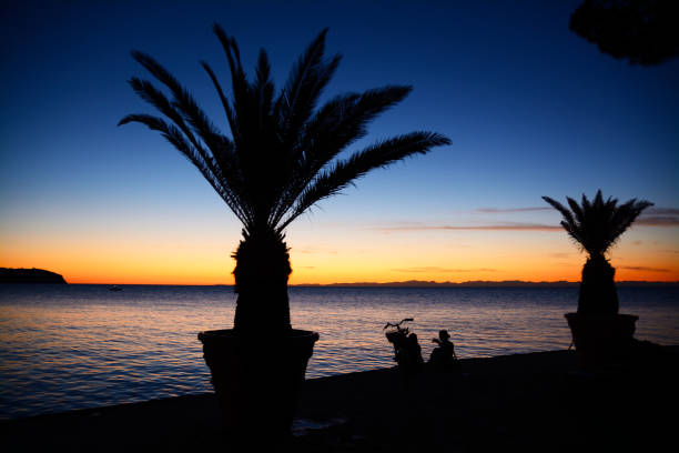 Palm trees on way by the sea at sunset