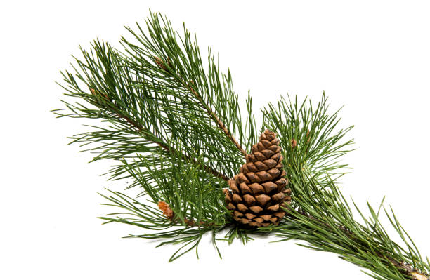 istock A branch of pine with a pine cone 856362494