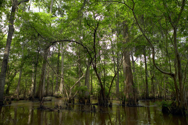 istock Green trees at shady swamp 856362764