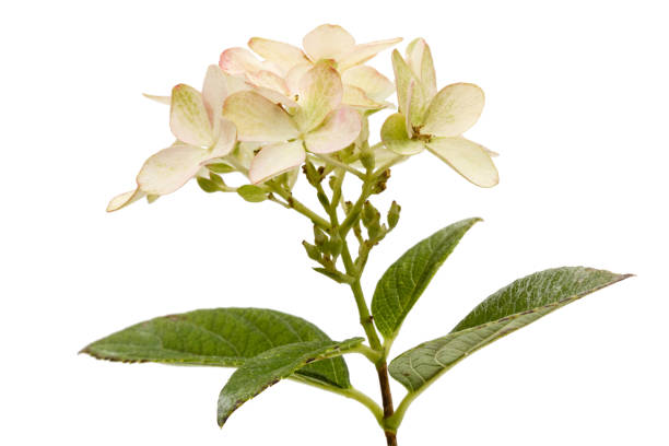 istock Inflorescence of hydrangea, lat. Hydrangea paniculata, isolated on white background 856366260