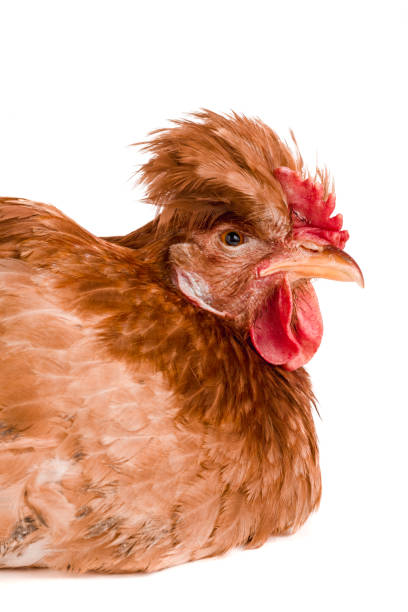 istock Portrait of a brown chicken isolated on white background 856366342