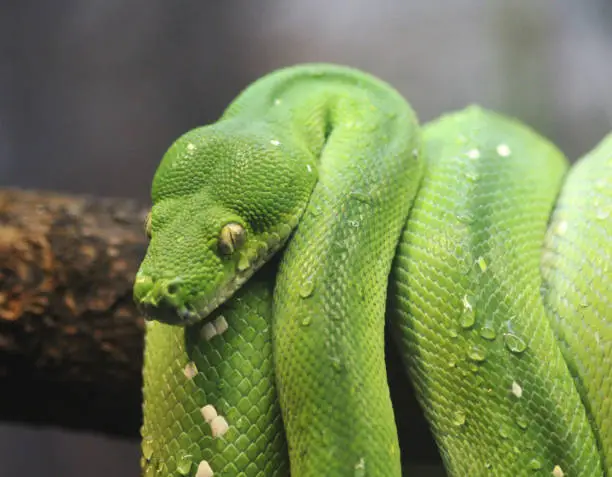 green python on branch