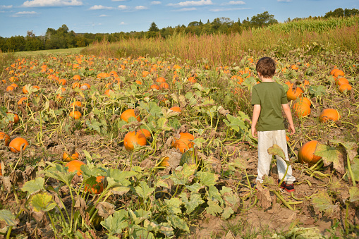 A boy standing in a field full of pumpkins outside