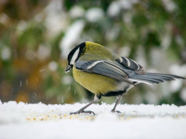 istock titmouse on a snowy table in the winter 856373142