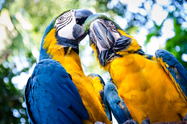 Macaws stock photo