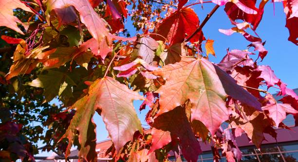 istock Red and yellow autumn leaves 856373312
