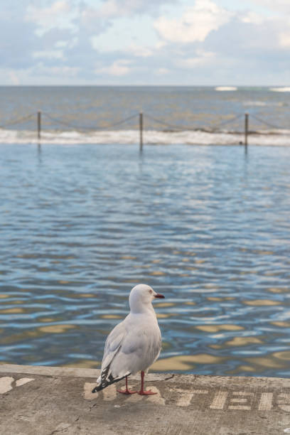 istock Seagull, Wylies Baths, Coogee Beach, Eastern Suburbs, Sydney, Australia 856375754