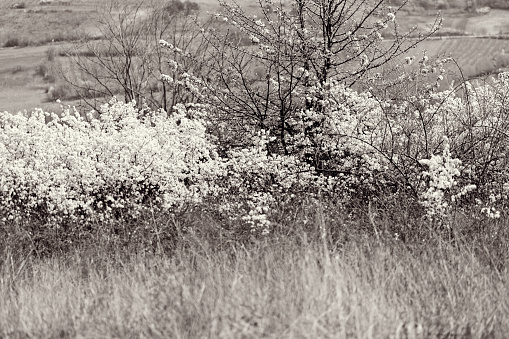 wild floral bushes with white flowers in the field, note shallow depth of field