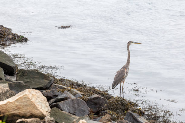 istock Blue Heron Bird Standing on the Edge of Water 856400626