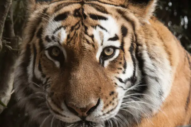 Face of a female Siberian tiger