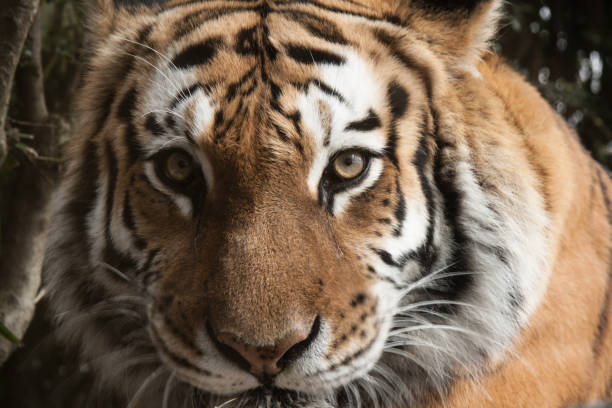 siberian tiger at the bronx zoo - international wildlife conservation park imagens e fotografias de stock