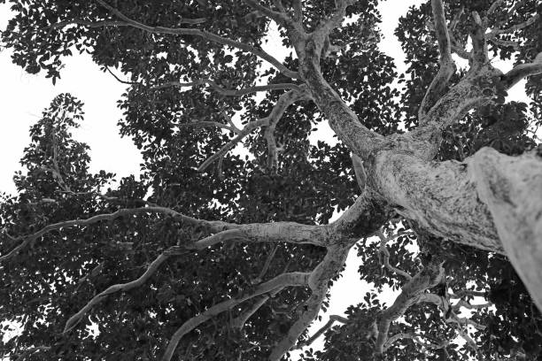 Beautiful black and white tree. Looking up at a silhouette of long and mighty tree.