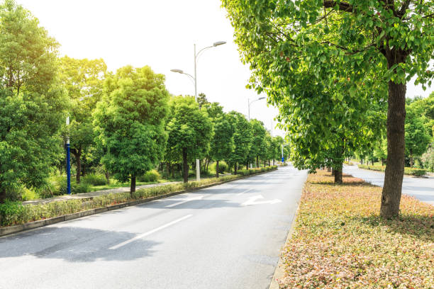 istock Country asphalt road through the green forest 856407434