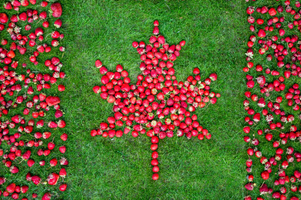 Canadian flag with maple leaf made of strawberries on a green lawn to celebrate Canada Day Canadian flag with maple leaf made of strawberries on a green lawn to celebrate Canada Day. 150th anniversary stock pictures, royalty-free photos & images