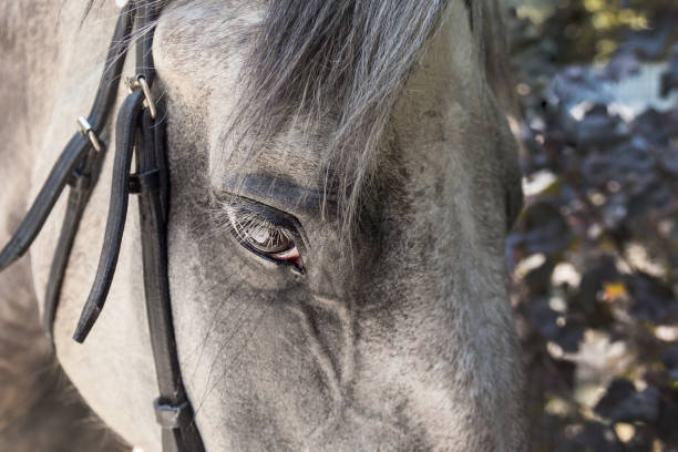 primo piano del viso del cavallo grigio-umido con briglia nera e ciglia lunghe - horse winter dapple gray gray foto e immagini stock