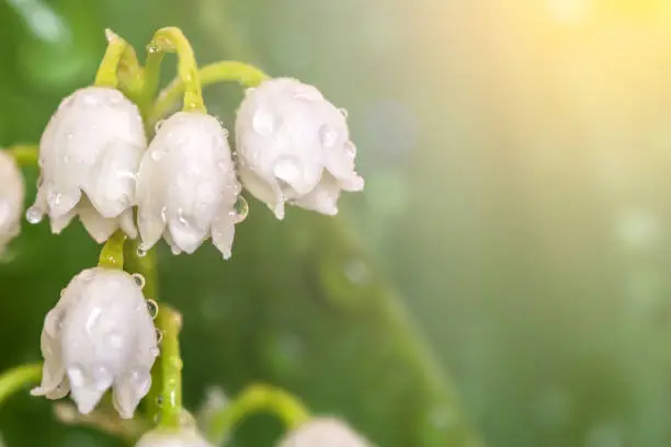 Photo of Lily of the Valley close up. May-lily leaves with dew drops. Sun rays on spring flowers