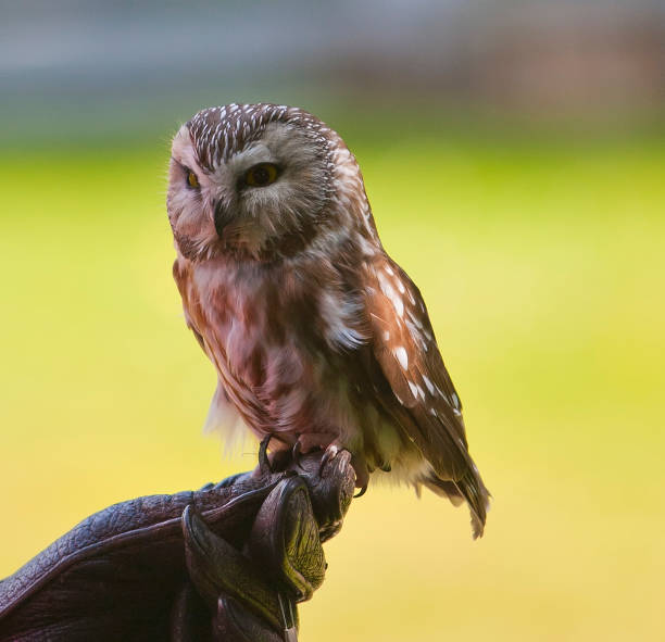 Saw-whet Owl Saw-whet Owl perched on gloved hand in shade. woodland park zoo stock pictures, royalty-free photos & images