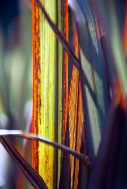 뉴질랜드 flax 또는 케 - new zealand flax 뉴스 사진 이미지
