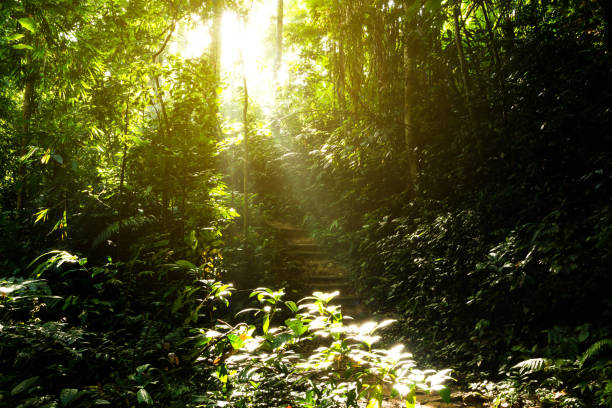 istock Wooden stairs on jungle 856431986