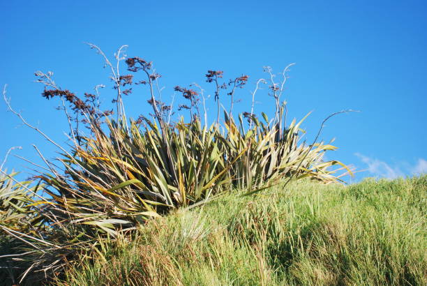 뉴질랜드 flax 또는 케 - new zealand flax 뉴스 사진 이미지