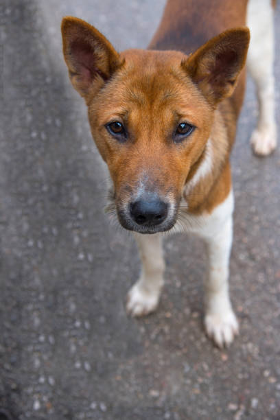 istock A white and brown dog,animal sitting on street. 856432296