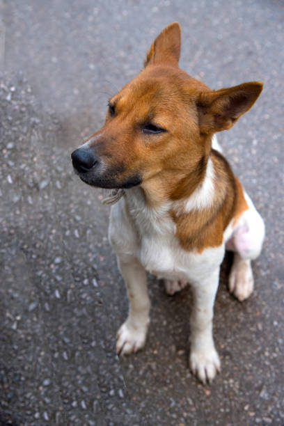 istock A white and brown dog,animal sitting on street. 856432324