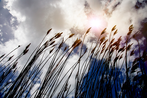 reeds, sky, cloud and sunlight. nature background