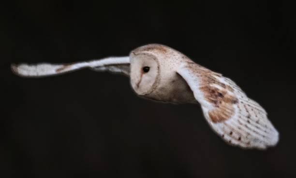 istock barn owl bird of prey in flight flying at sunset dusk 856434692
