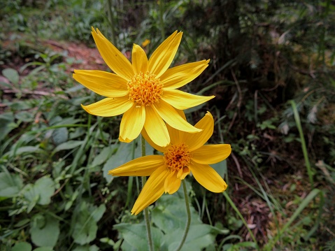 Flor de árnica, Heartleaf, cerca de macro en Parque nacional Banff montañas Rocosas canadienses, Canadá photo