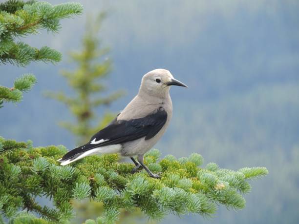 A Clark's nutcracker (Nucifraga columbiana), sometimes referred to as Clark's crow or woodpecker crow, a passerine bird in the family Corvidae, seen Hiking Lake Louise, Banff National Park, Canada