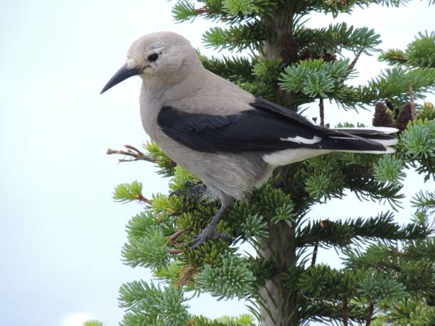 istock A Clark's nutcracker (Nucifraga columbiana), sometimes referred to as Clark's crow or woodpecker crow, a passerine bird in the family Corvidae, seen Hiking Lake Louise, Banff National Park, Canada 856435540