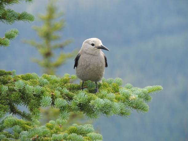 istock A Clark's nutcracker (Nucifraga columbiana), sometimes referred to as Clark's crow or woodpecker crow, a passerine bird in the family Corvidae, seen Hiking Lake Louise, Banff National Park, Canada 856435582